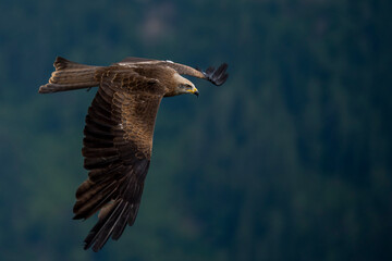 eagle