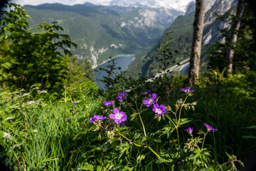 Fototapeta premium Gosausee at the foot of the Dachstein