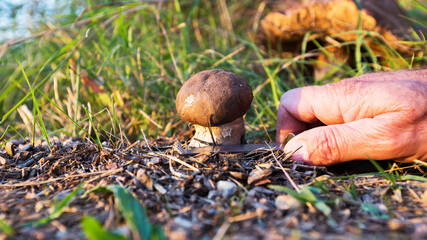 ramassage d'un bolet des peupliers