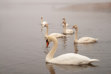 Schwäne im Morgennebel auf der Weser