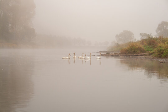 Schw&auml;ne im Morgennebel auf der Weser