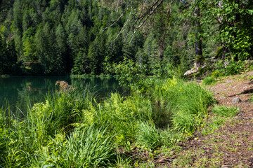 Fototapeta na wymiar small lake in the Waldviertel