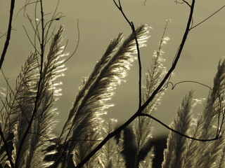 slender pigeon grass, Setaria viridis plant. Knotroot foxtail.