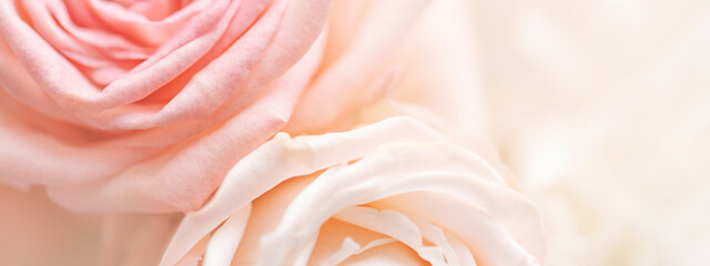 Fototapeta na wymiar Banner with close up of tender pink and cream color roses.