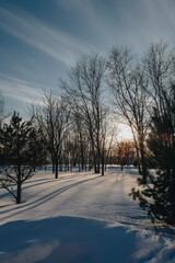 Snowy forest in winter in the rays of the setting sun. Christmas and New year scene in nature