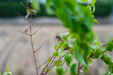 sparrow bird perched on branch on a rainy autumn afternoon