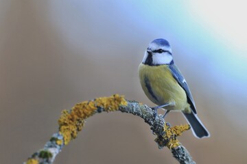 Cute blue tit sitting on a twig covered with yellow lichens.  Cyanistes caeruleus