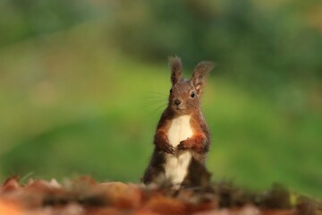 Portrait of a cute red squirrel sitting on the ground.  Sciurus vulgaris