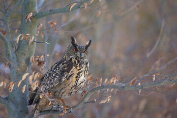 portrait of a eagle owl in the nature. Bubo bubo. Beautiful eagle owl sitting on the branch. Wildlife scene from nature.