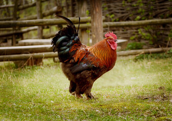 Bright colorful rooster on a free range, fowl-run