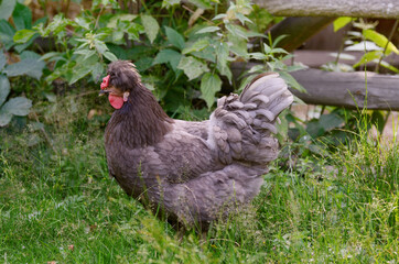 Grey hen in a free range on backyard, fowl-run,