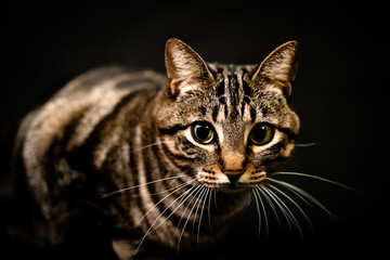 Obraz premium Beautiful European Cat looking ahead on a black background