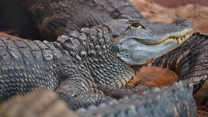 Closeup of a American alligator (Alligator mississippiensis) showing his teeth 