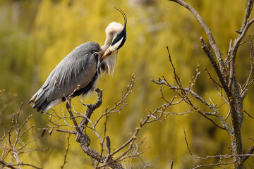 grey heron 