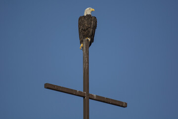 Bald Eagle perched on the steeple against a clear blue sky on a sunny day in  Colorado