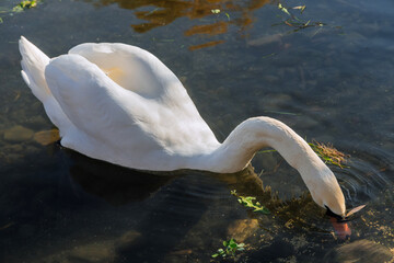 White swan on lake water in sunny day