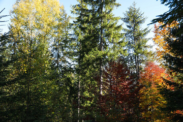 Beautiful view of forest with different trees on autumn day