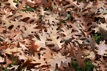 Autumn Oak leaves, foliage background