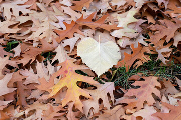 Autumn Oak leaves and Heart shaped leaf, foliage background