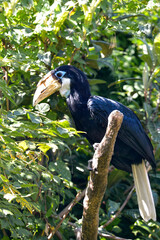 Female Papuan Hornbill (Rhyticeros plicatus) perched on branch seen from profile