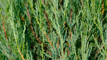 Juniper hedge texture as coniferous natural textured background. Green leaves of Rocky Juniper - Juniperus scopulorum, is coniferous tree. Botanical pattern for graphic design and wallpaper. 