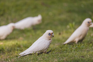 White Corella grazing on green grass