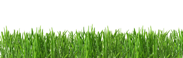 Border from fresh green grass isolated on white