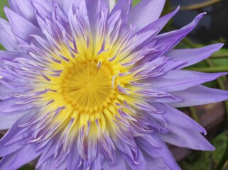 purple and yellow dahlia