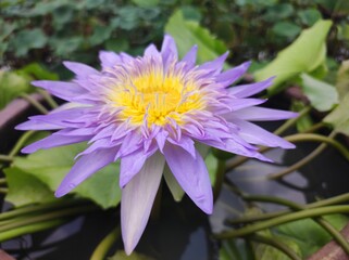 purple and yellow flower