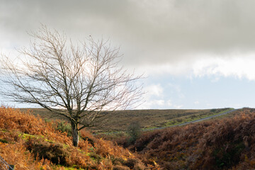 Fototapeta na wymiar Tree on moorland on Northumberland, UK