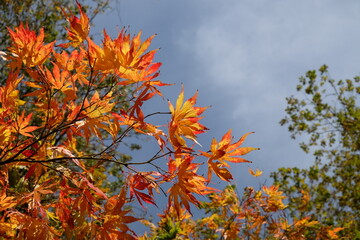 Bright and colourful Japanese maple leaves during the autumn,