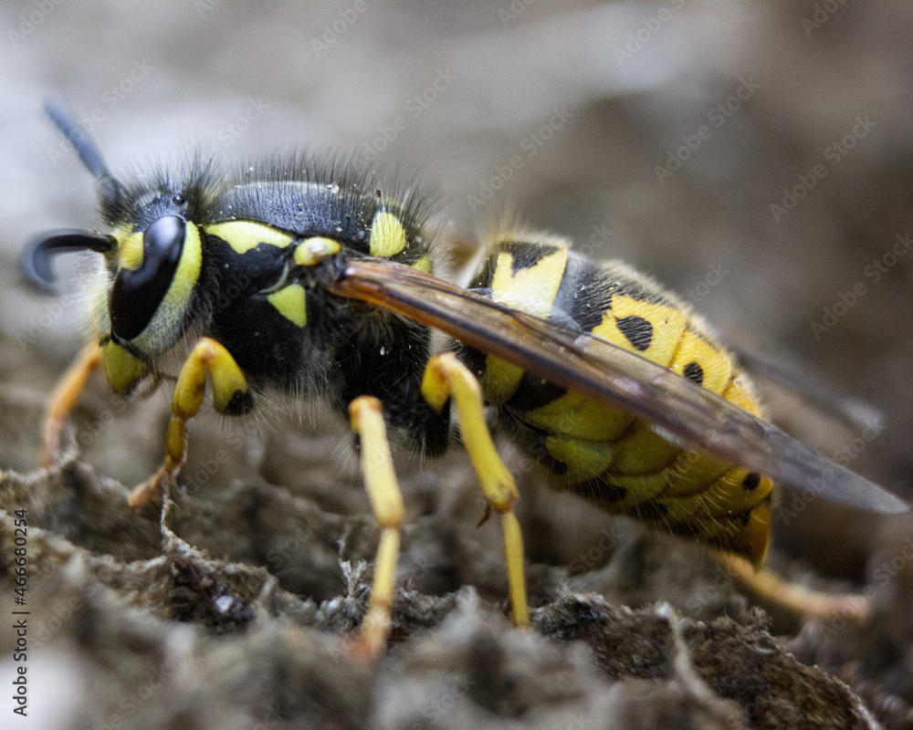 Poster horizontal macro photograph of a wasp in a nest