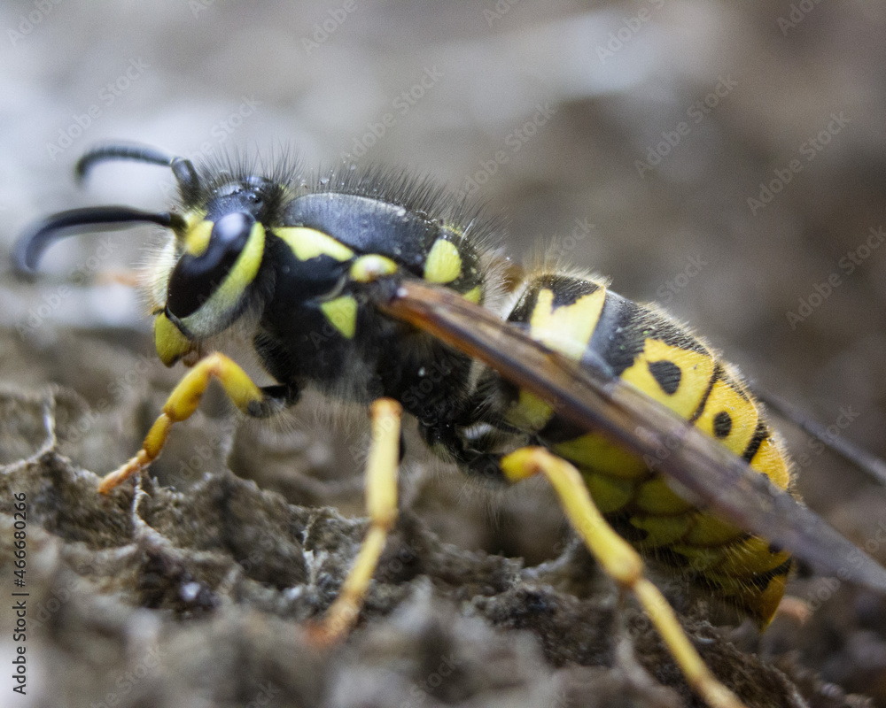 Poster horizontal macro photograph of a wasp in a nest