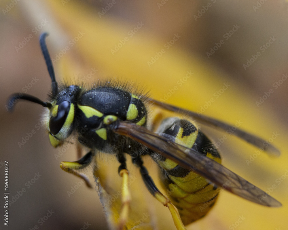 Poster horizontal macro photograph of a wasp in a nest