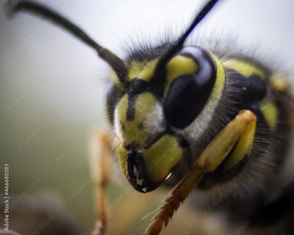 Poster horizontal macro photograph of a wasp in a nest