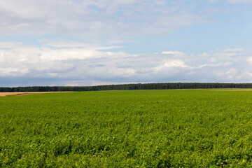 Fototapeta na wymiar agricultural field with growing plants for harvesting food