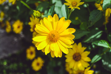 Colorful flowers in the garden on a warm summer day