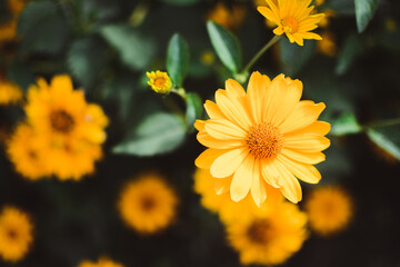 Colorful flowers in the garden on a warm summer day