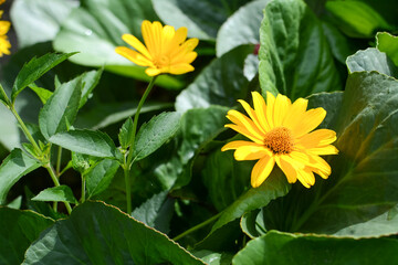 Colorful flowers in the garden on a warm summer day