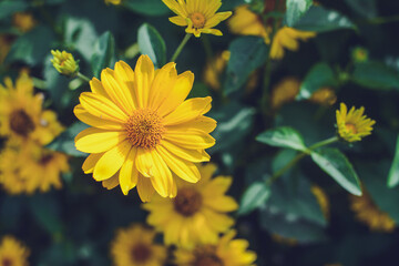 Colorful flowers in the garden on a warm summer day