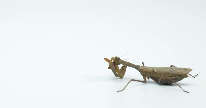 European mantis hunts.  Mantis religiosa eats mealworm close-up