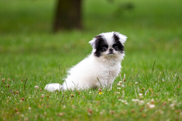 Japanese Chin puppy