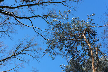 treetops covered in snow against blue sky - bottom up view