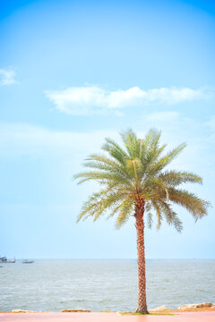 Image palm trees on the beach or bay the beautiful for tropical blue sky background with copy space for text.