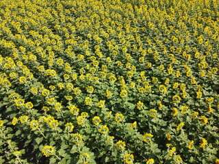 Sunflower field, top view. Sunflower plants bloom in a farmer's field.