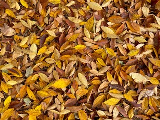 Autumn leaves on the ground