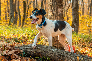 A white dog with black spots, wearing a blue collar and open mouth, in the autumn woods, resting his paw on a log. Close-up. Green grass and trees in the background.