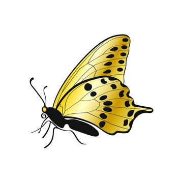 złoty motyl