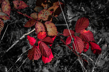 _DSC8808-2 Herbst und Bl&auml;tter 