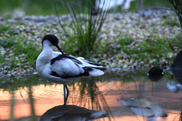 Avocet